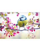 Collection Printemps 2026